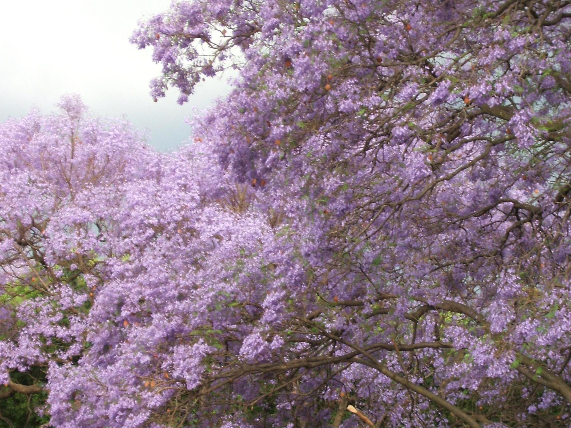 Cherry Tree Cottage B&B Linden Johannesburg Luaran gambar
